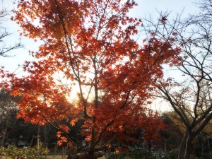 紅葉の写真です。