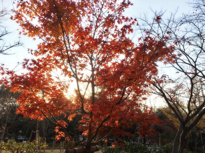 紅葉の写真です。